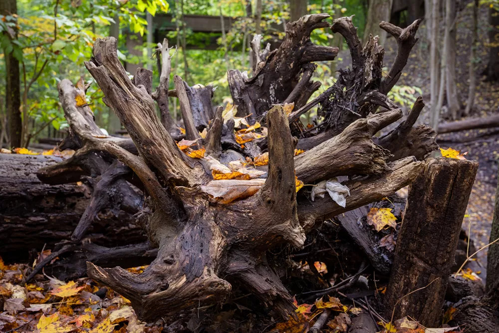 Artistic Clause in Photography  - dead wood in forest