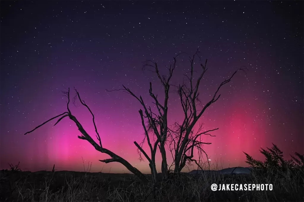 Tree Challenge - aurora borealis in the Arizona desert