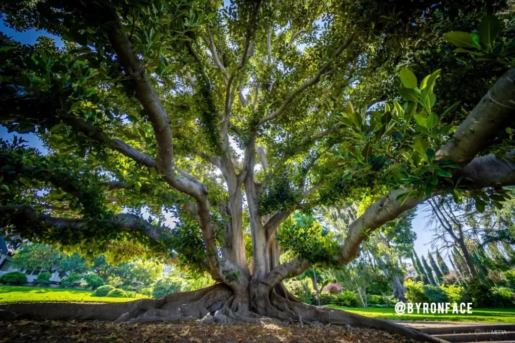 Tree challenge - ByronFace